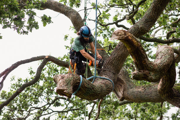 Best Residential Tree Removal  in Rutherfordton, NC