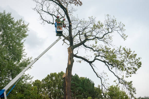 Best Storm Damage Tree Cleanup  in Rutherfordton, NC