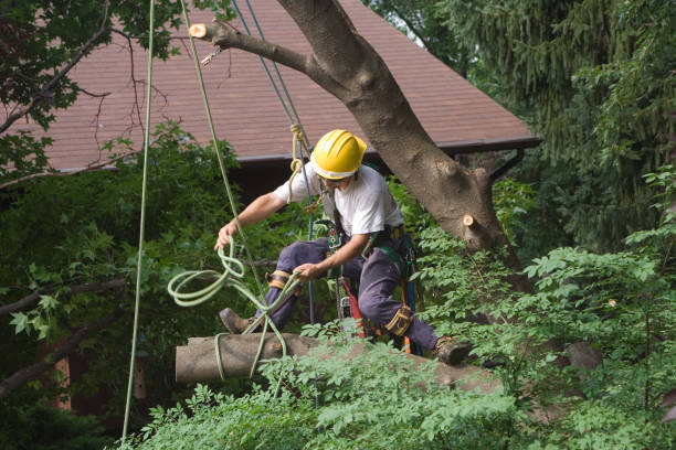 Best Tree Risk Assessment  in Rutherfordton, NC